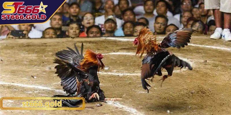 Những kèo đá gà c1 tại ST666 được yêu thích