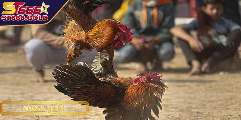 Bật mí cách bắt kèo đấu gà C3 chuẩn chỉnh