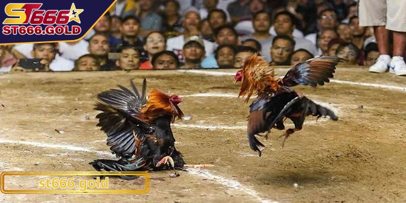 Đá gà C3 là một trong những hình thức thi đấu phổ biến trong cộng đồng cược thủ