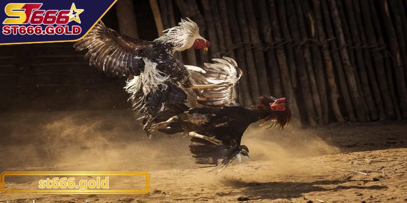 Luật phân định kết quả trong các trận đấu đá gà theo quy định chung