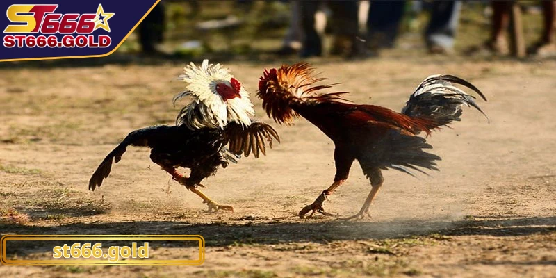 Nghiên cứu kỹ lưỡng từng chiến kê cùng phân tích phong cách thi đấu