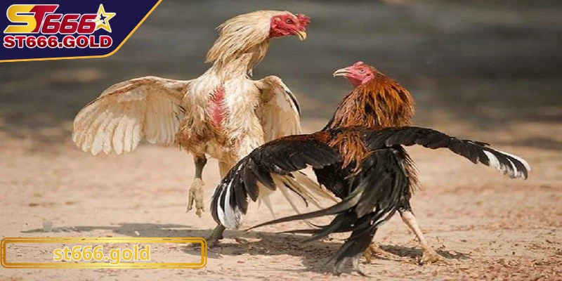 Gà tre là một giống gà nhỏ nhắn nhưng sở hữu sức mạnh đáng kể