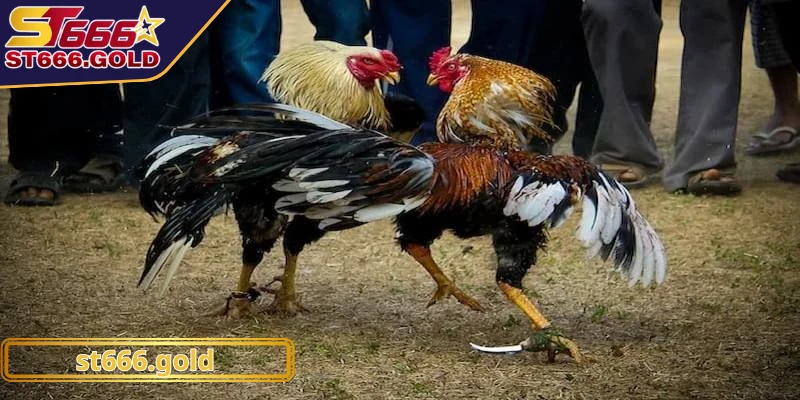 Đá gà cựa dao mang đến cho người chơi những trận đấu mãn nhãn