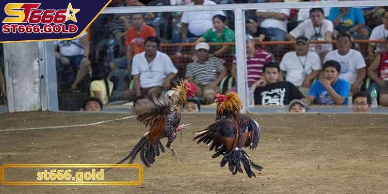 Những cuộc tranh tài căng thẳng tại đá gà Thomo nên thử ngay